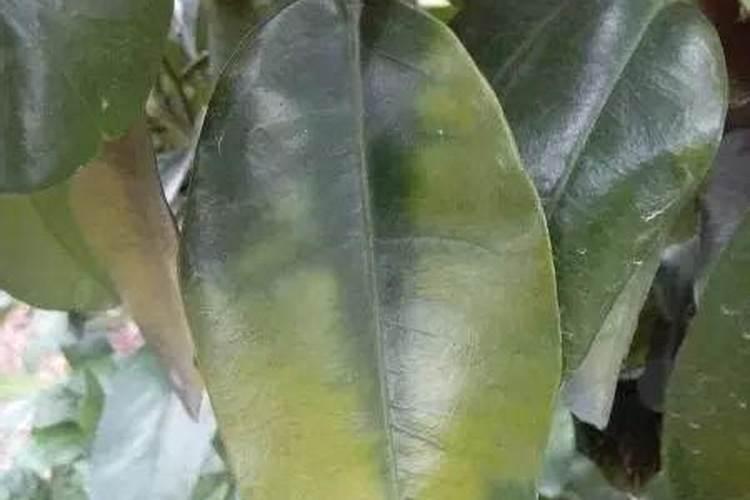 黄皮果树二月剪枝可以吗