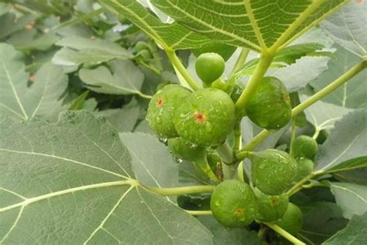 无花果树用什么肥料最好