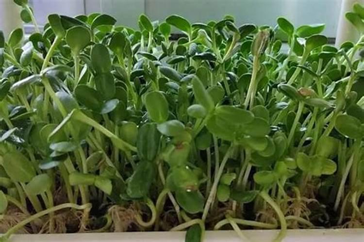 油葵是怎么种植的？