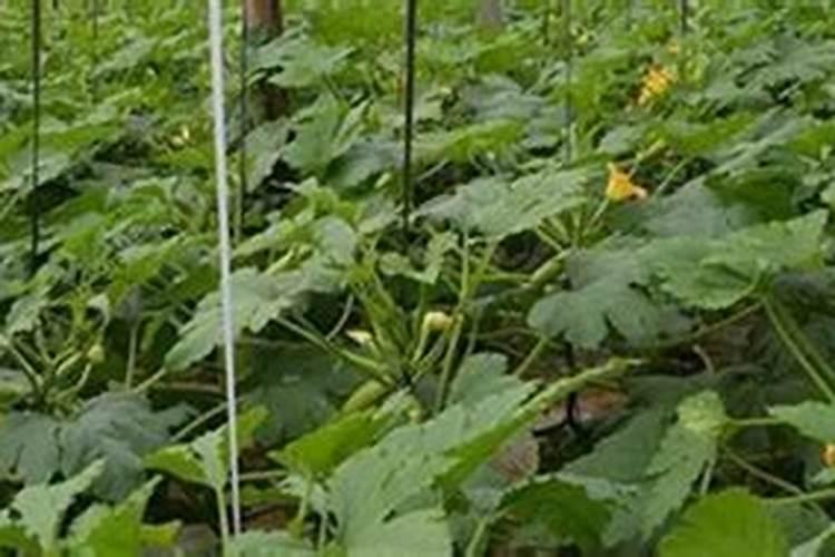 露地西葫芦种植技术