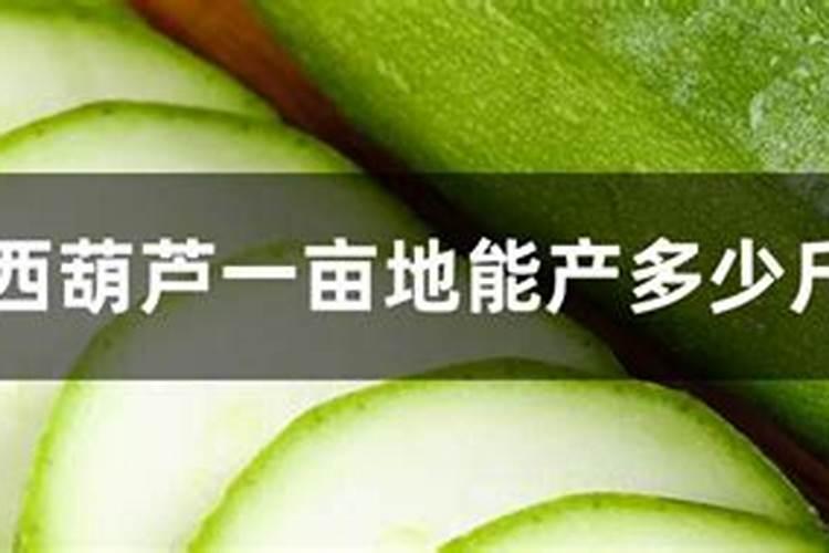 绿尊8108西葫芦种植密度亩种多少株？