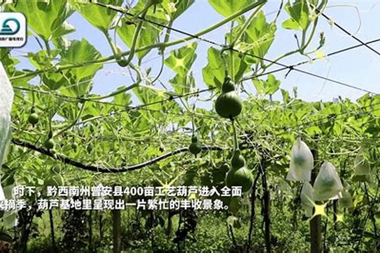 西葫芦死棵影响产量,西葫芦死棵是什么原因引起的？