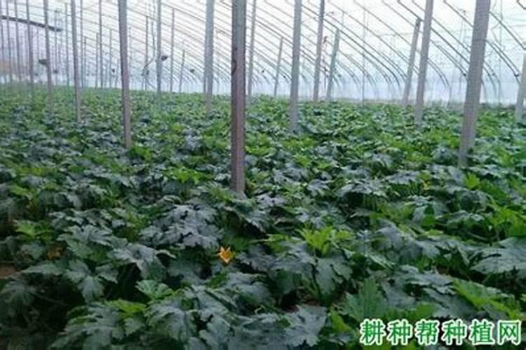 西葫芦银叶病是怎么回事？