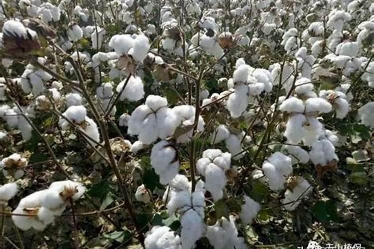 新疆棉花底肥施用用量