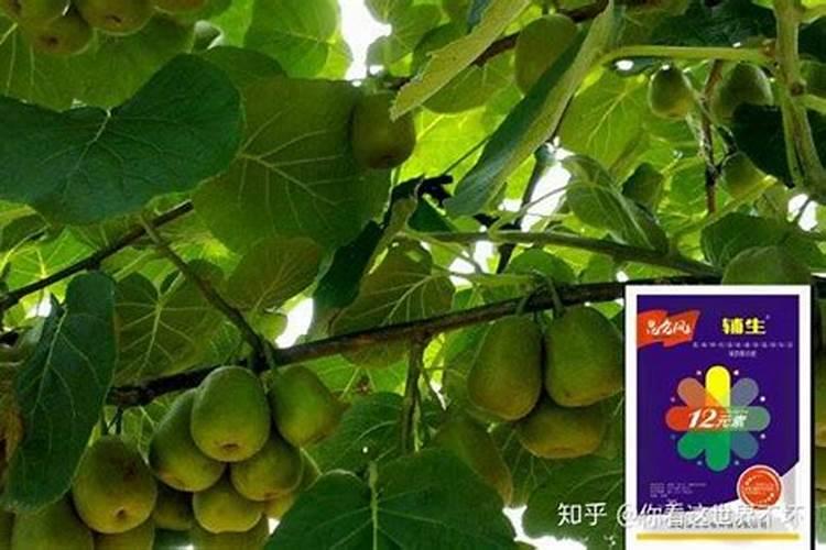 花肥上多了怎么办