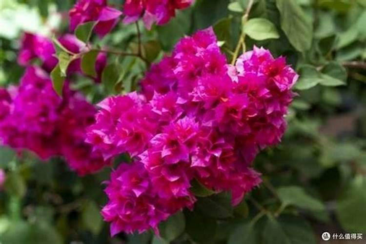 芍药施什么肥最好