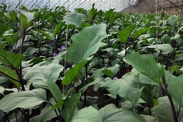 花期能施肥吗 花期可以施肥吗