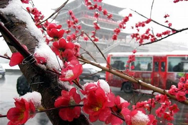 梅花养护要点,潮湿养护散光照射