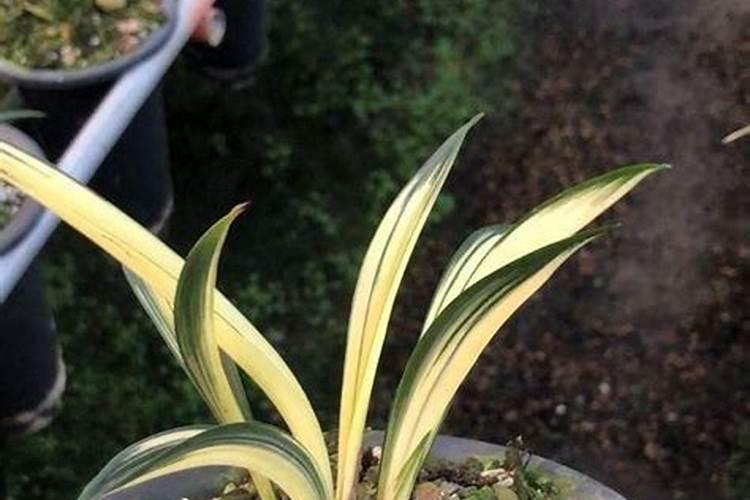 墨兰适合哪些肥料