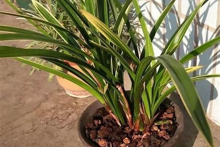 墨兰的栽培方法和时间