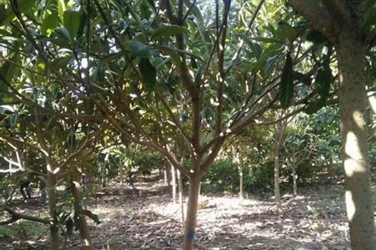 枇杷树施什么肥最好