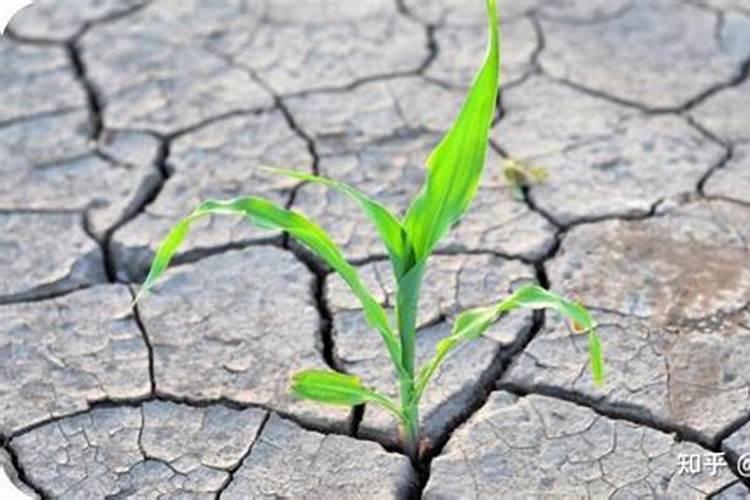 刚种的茶苗有两个多月,能喷锄草剂吗