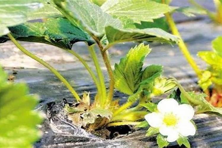 草莓膨果期用什么化肥好？草莓保花保果用什么水溶肥好？