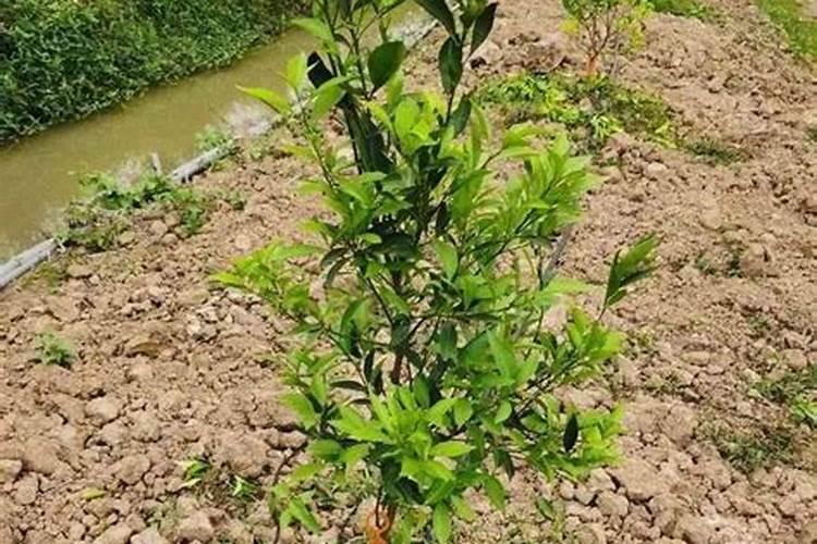 日本什么柑桔最好吃？