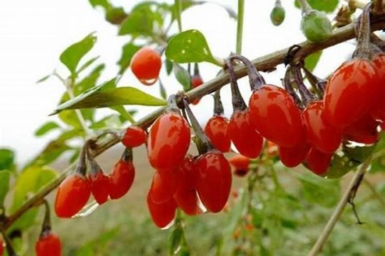 枸杞地里能施含钾的肥料吗