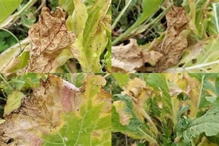 磷酸二氢钾能不能用来灌根,有什么需要注意的吗？