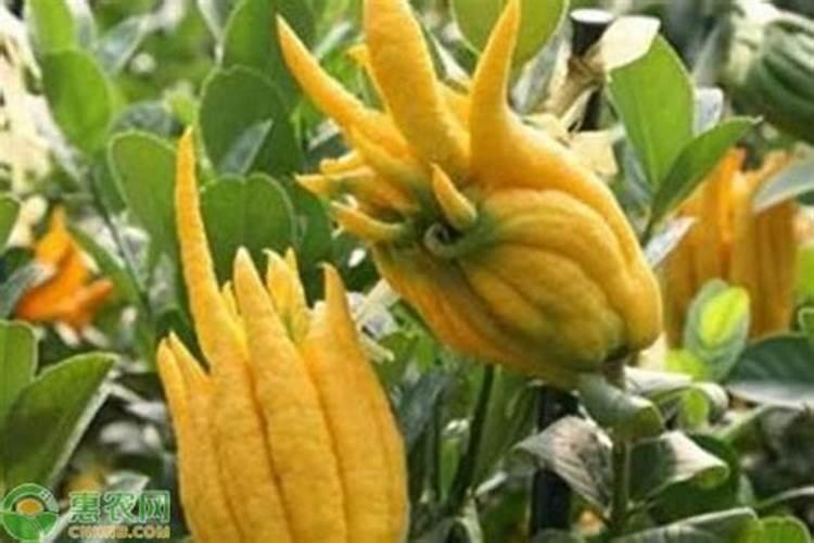 盆栽佛手有机肥怎么施