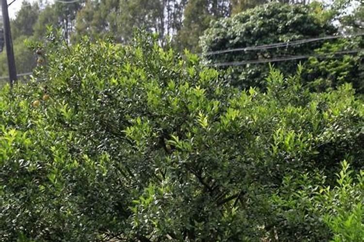 新会陈皮柑一棵树会统一成熟吗？