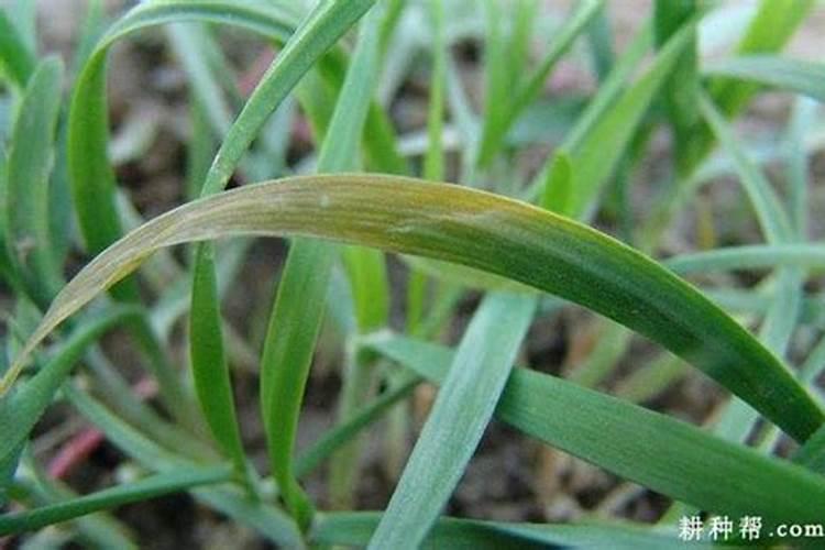 韭菜叶子发黄、枯心、干尖怎么防治？