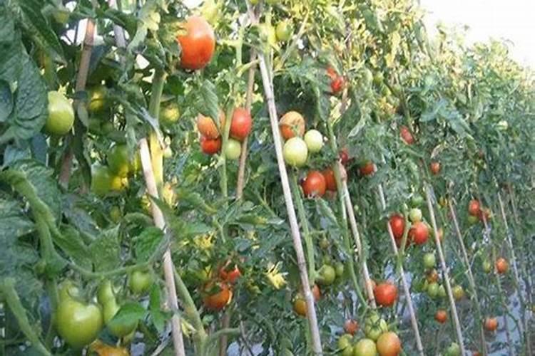 蔬菜配送公司成功案例与模式分析