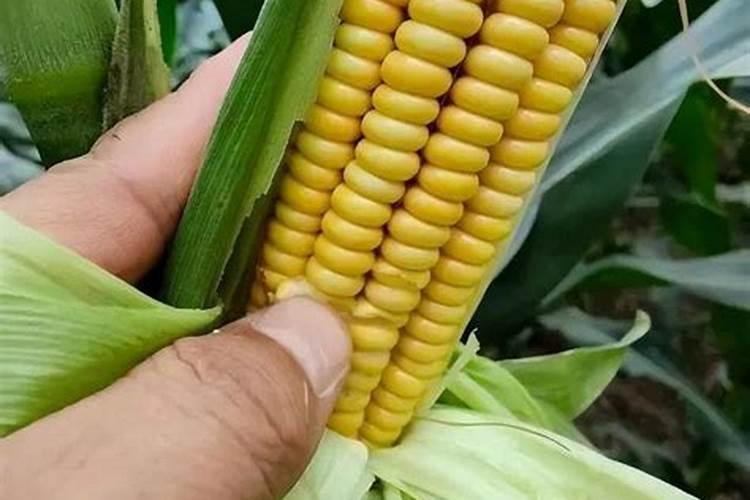 糯玉米喜欢大肥大水吗