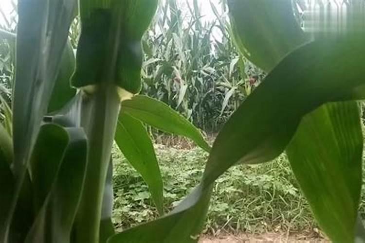 用什么药玉米又甜又糯