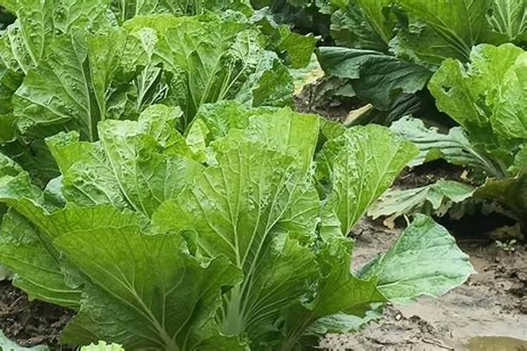 种植鱼腥草最好的肥料是什么？
