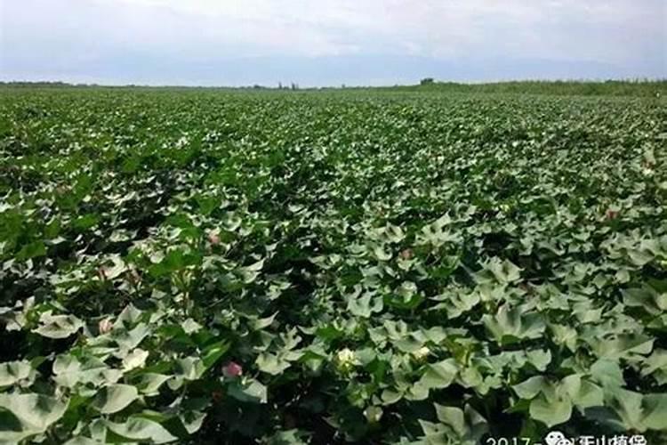 棉花在各生长阶段需要什么肥料