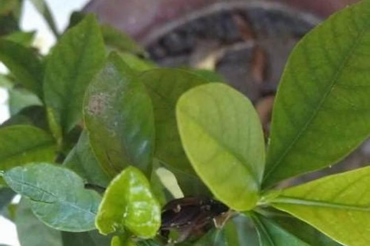 还是关于栀子花的问题