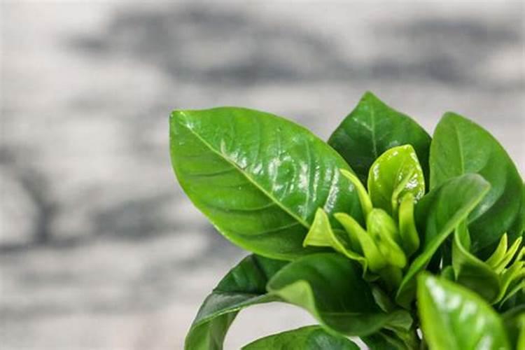 在家里养了一盆花,请问栀子花叶子发黄怎么回事呢？