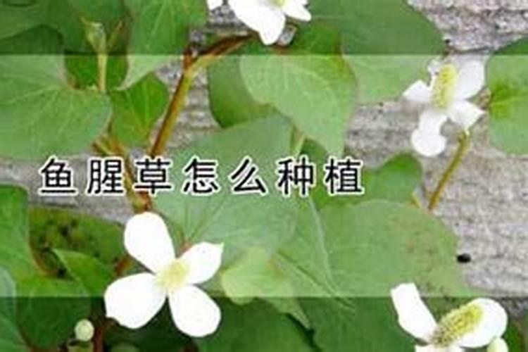 怎么种鱼腥草 鱼腥草如何种植