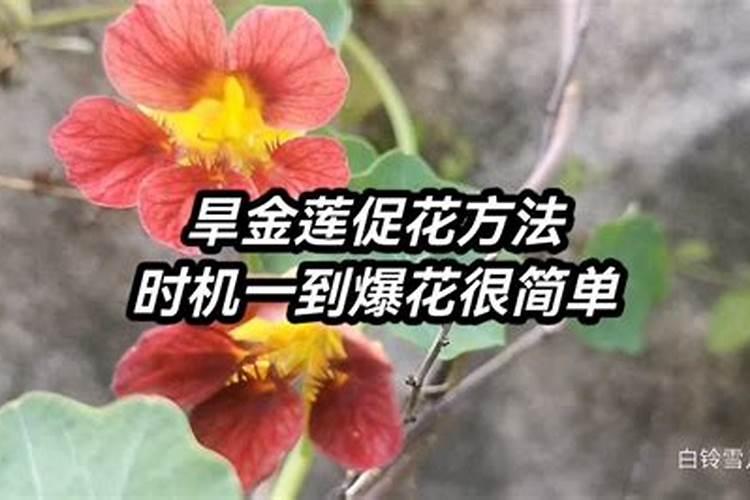 旱金莲如何养殖