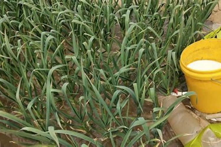 硝酸磷肥和尿素哪个好