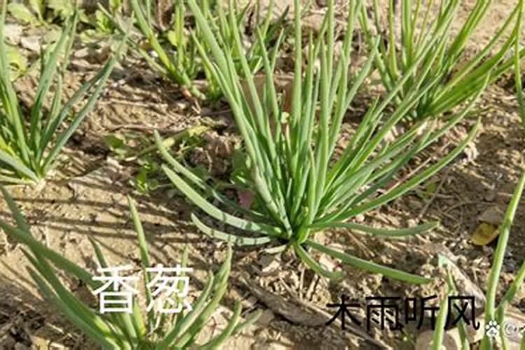香葱浇什么肥料合适