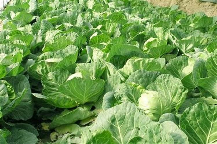 烟草专用肥厂家批发？烤烟用那种肥料效果好？促花保果抗病肥调色师!百 ...