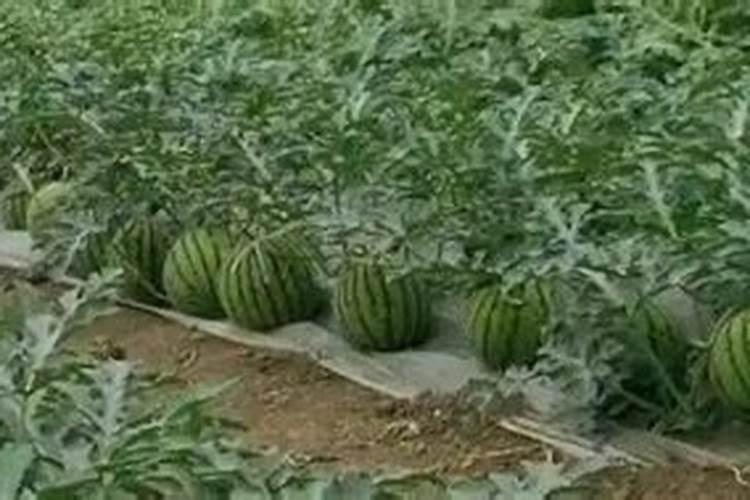 大棚麒麟西瓜8424种植技术是什么？