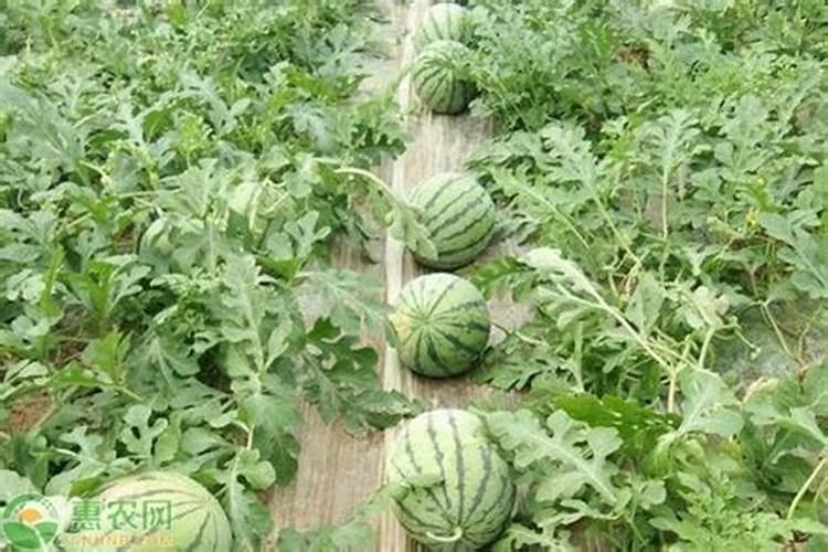 怎样种植麒麟瓜？？？