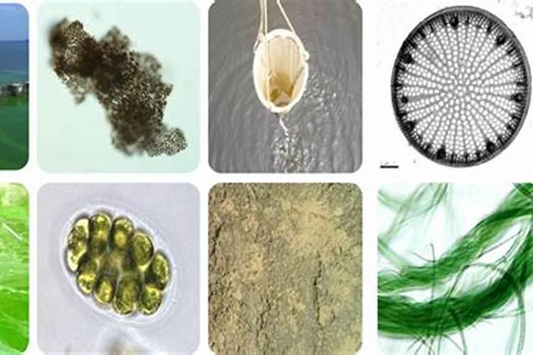 黄腐酸钾可以抑制有害藻类吗