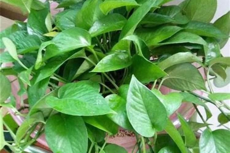 如何让绿萝叶子变油绿变大变肥