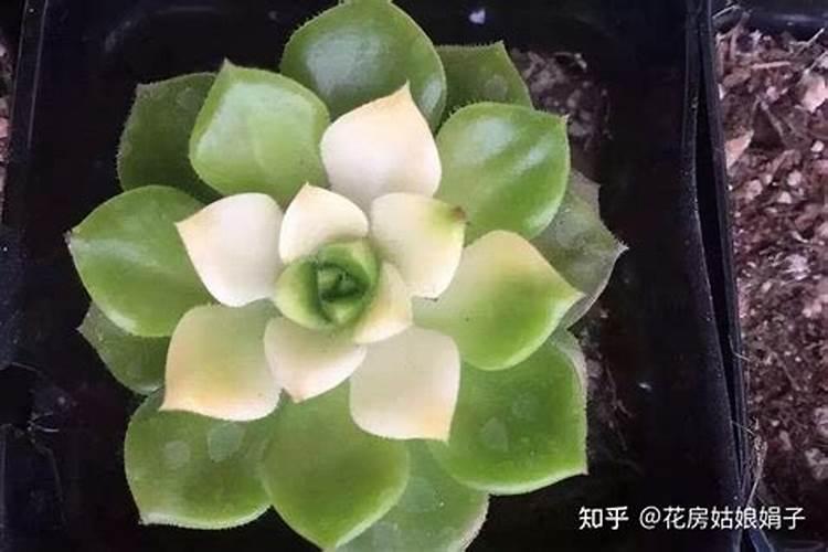 葡萄树采摘完葡萄喷施磷酸二氢钾叶面肥可以吗？