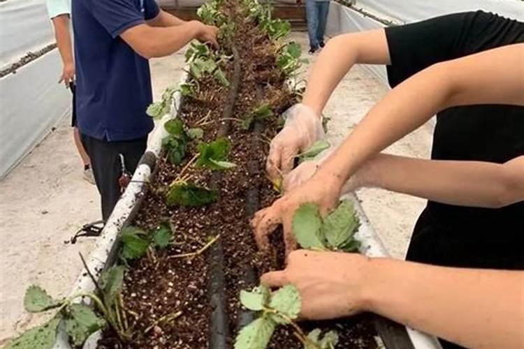 草莓苗幼期补什么肥料