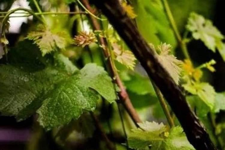 昨天下午刚给葡萄打了叶面肥今天下雨有效果吗