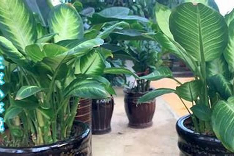 扶桑花施什么肥最好