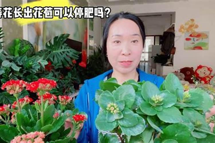 长寿花怎样催花苞