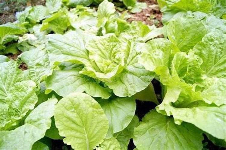 种白菜用什么底肥最好