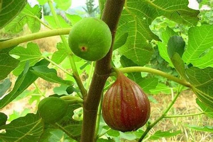 无花果施肥用什么肥料 施什么肥果实大