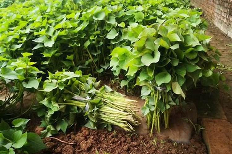 鲁南地区种植地瓜什么时候施肥合适