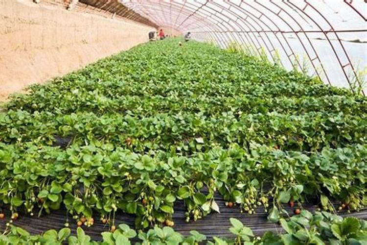 西瓜小苗用什么肥？西瓜坐果率低怎么解决？