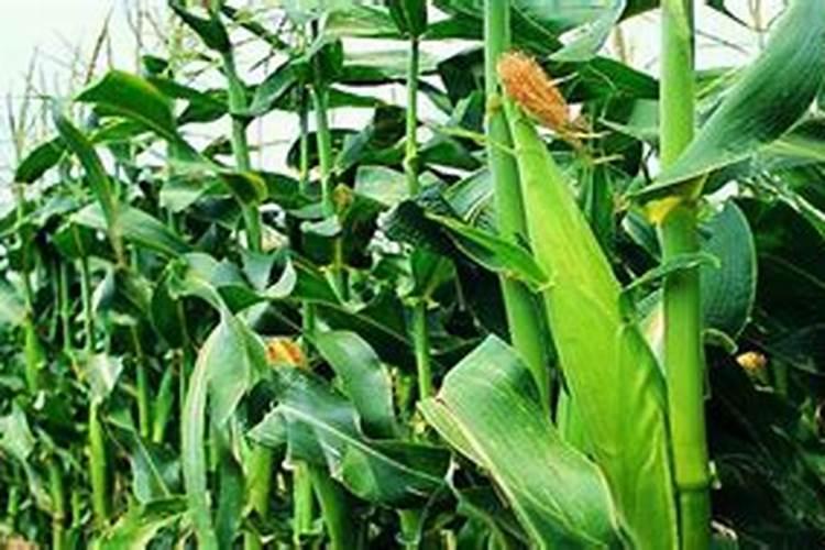 玉米喷完叶面肥多久能喷除草剂？