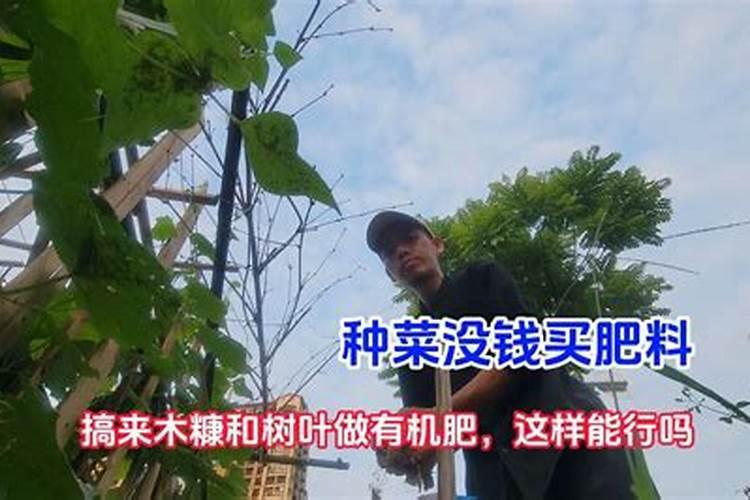 树叶埋在土里可以成为肥料吗